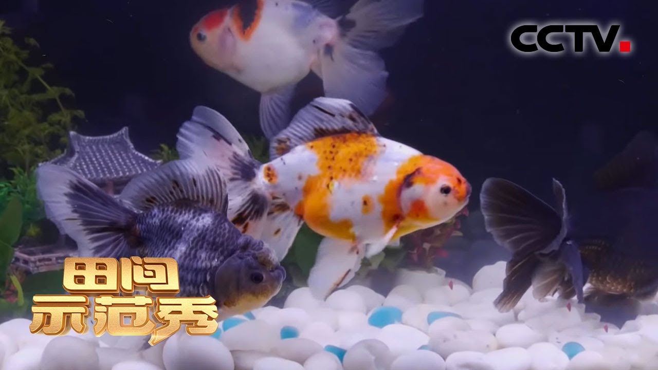 谁“鱼”争锋！精品金鱼不可混养，饲喂管理也要因鱼而异 | CCTV「田间示范秀」20210108