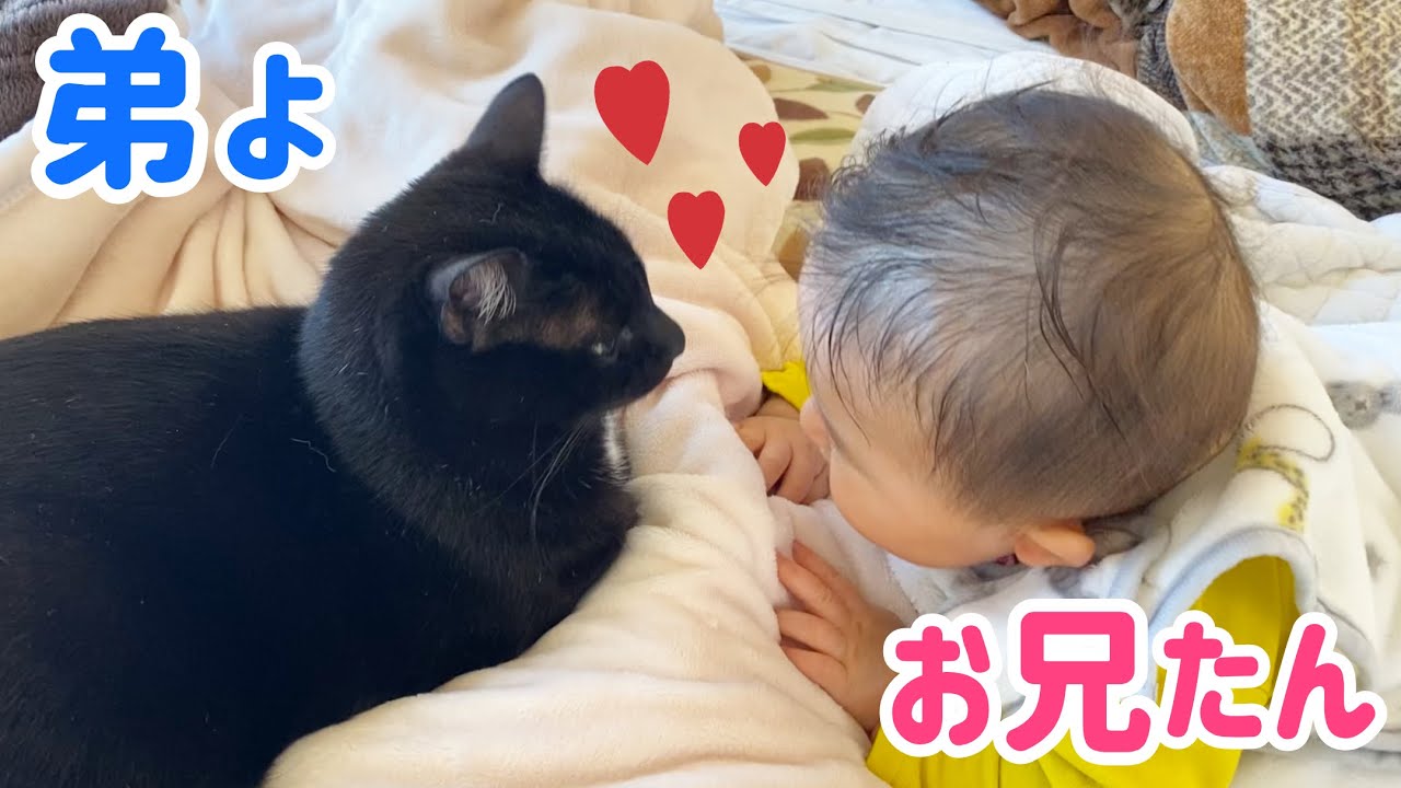 【猫と赤ちゃん】どんどん仲良くなる兄弟が可愛すぎる
