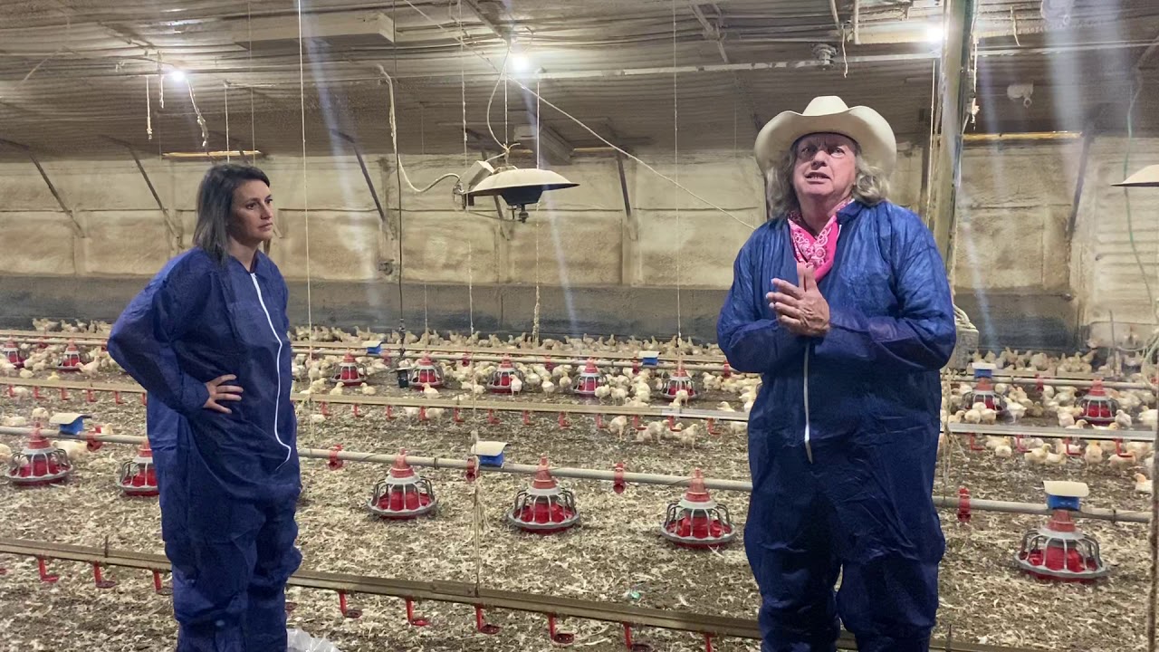 Function of a Commercial Poultry House