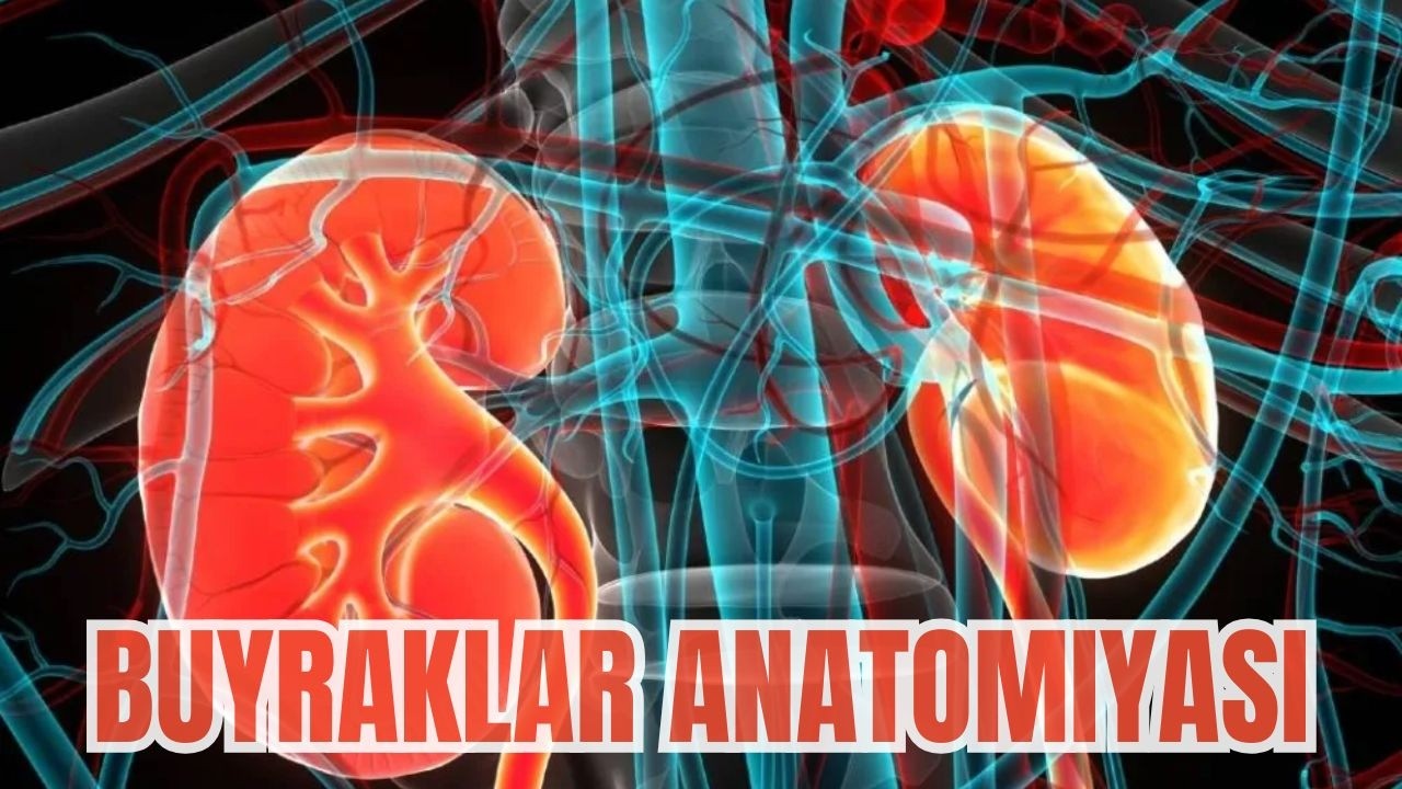 BUYRAKLAR ANATOMIYASI | NEFRON | SIYDIQ HOSIL BO'lISHI