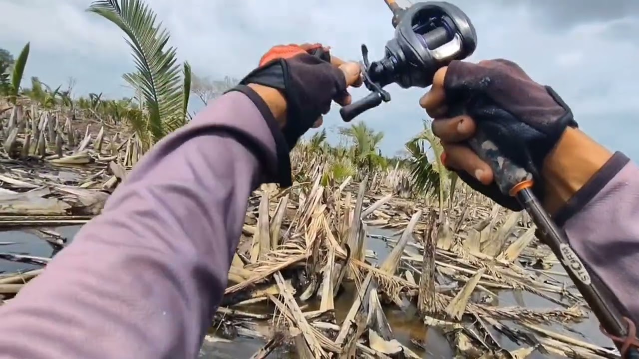 Sambaran bertubi-tubi dari ikan gabus di spot yang menyeramkan 😱😱😱