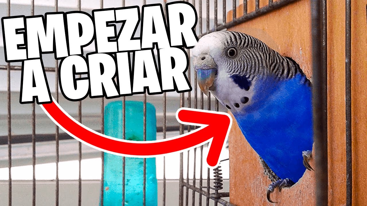 COMO EMPEZAR A CRIAR PERIQUITOS