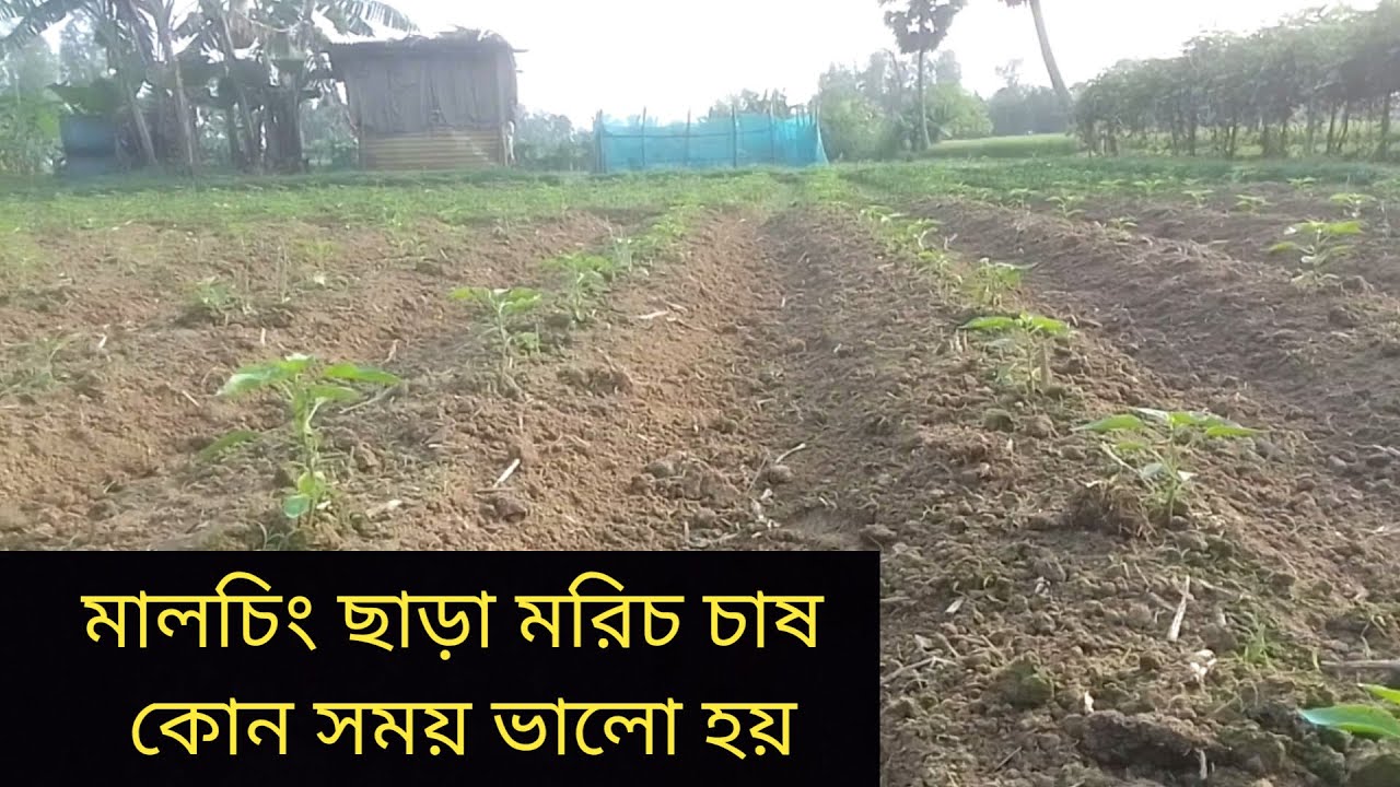 মরিচ চাষ মালচিং ছাড়া কখন ভালো হয়।#pepper