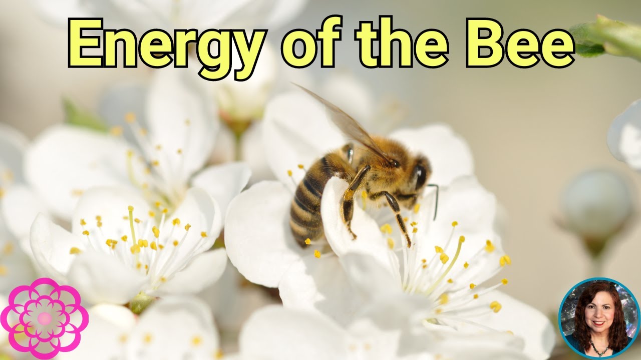 Energy of the Bee 🌸