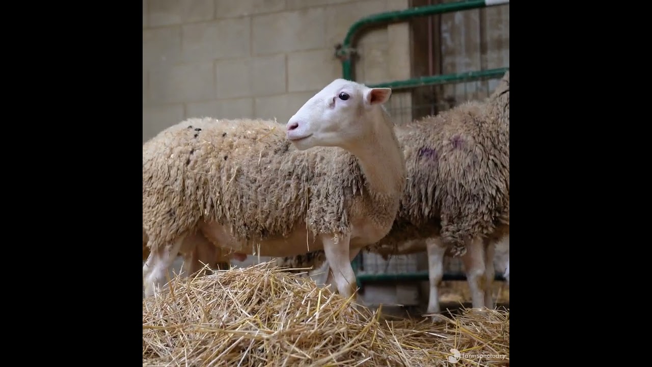 7 New Sheep's Arrival   square