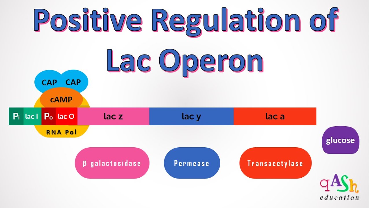 Положительная регуляция Lac-оперона / цАМФ / Генетика / Лактоза / E. coli / глюкоза / Lac-оператор