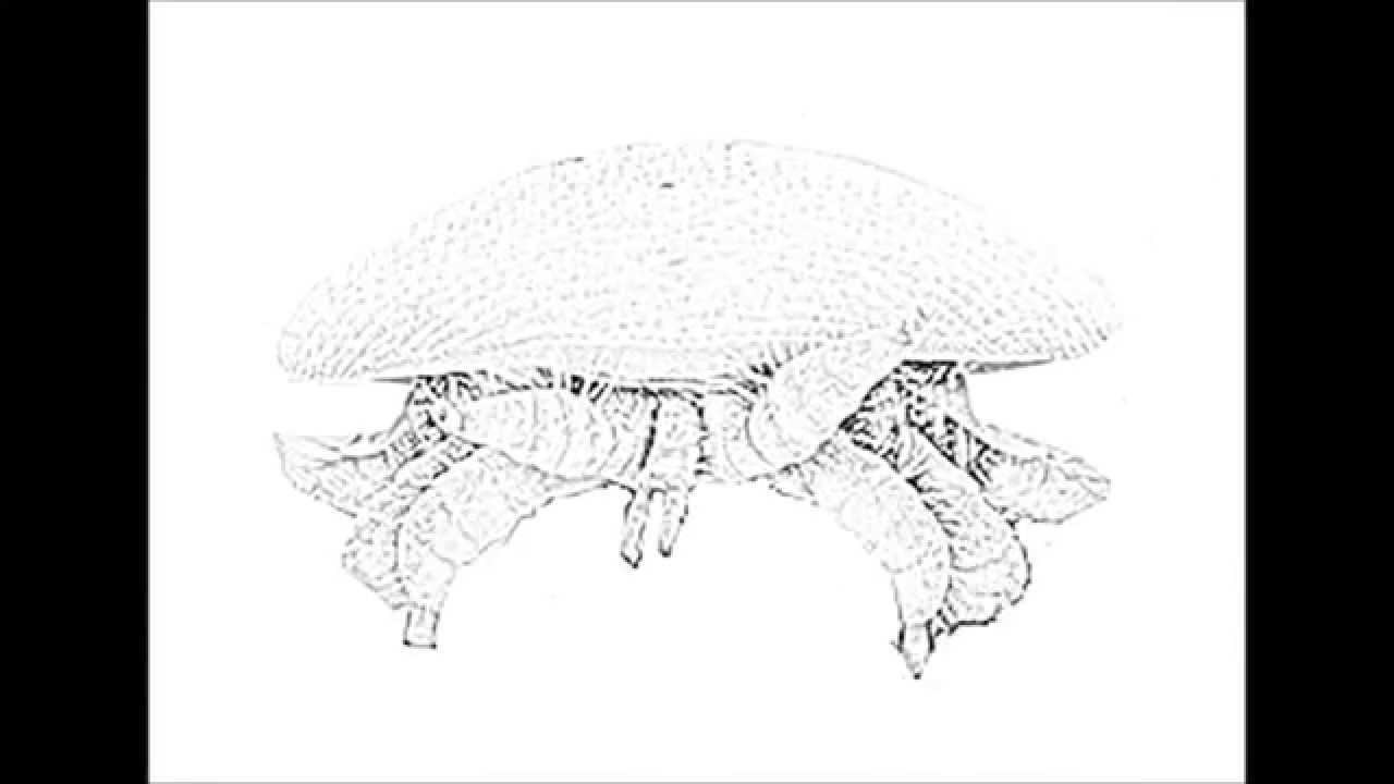 Varroa destructor