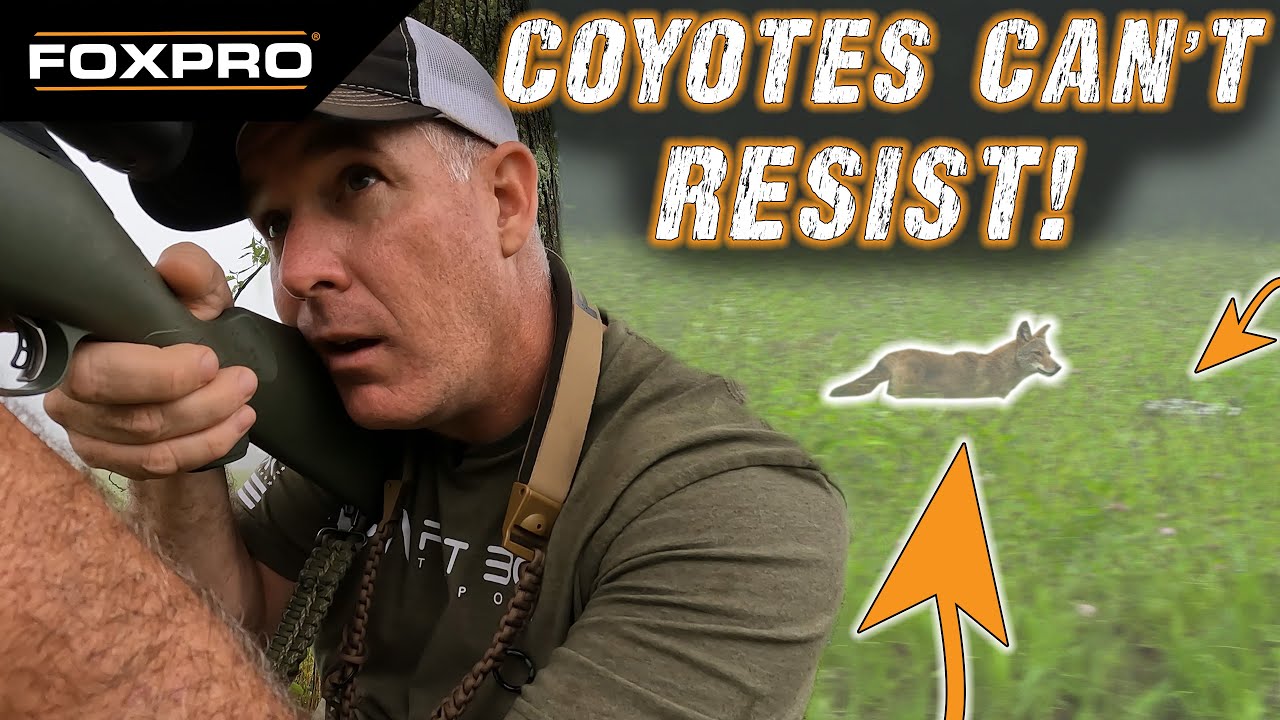 Calling Summertime Coyotes In Kentucky With The FOXPRO X360