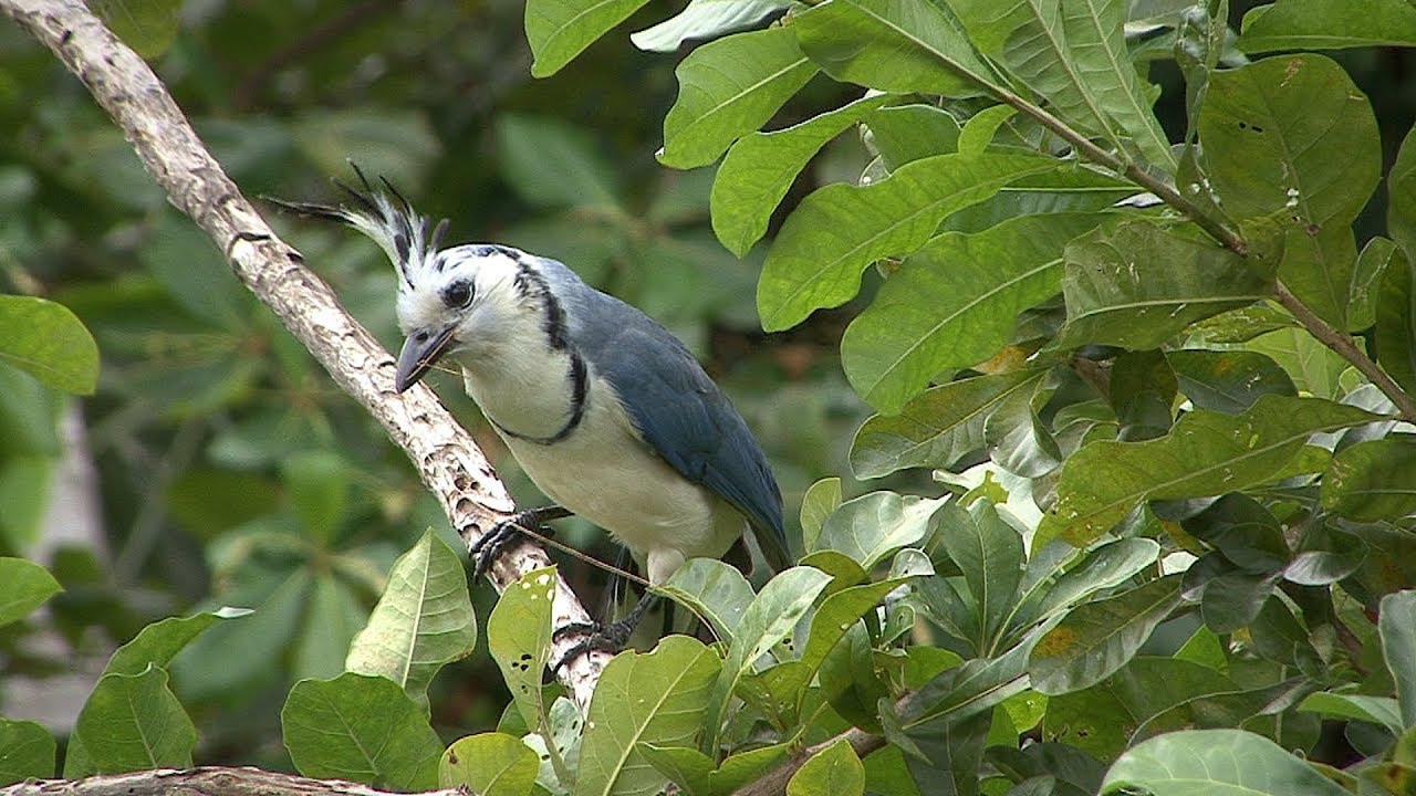 Nicaragua birding part two Ometepe Island