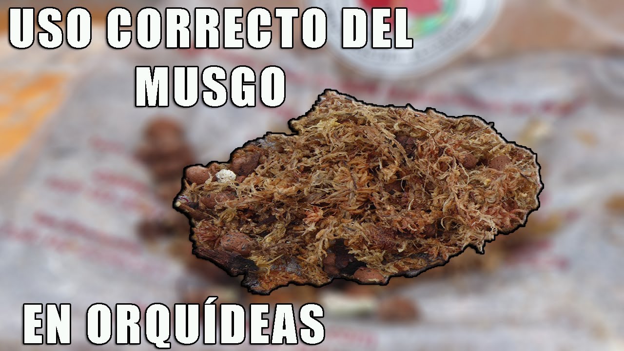 APRENDE A USAR CORRECTAMENTE EL MUSGO EN TUS ORQUÍDEAS || Orquiplanet