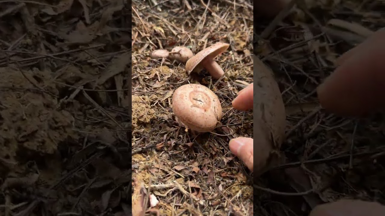 The season for picking mushrooms has arrived. The black mushroom everywhere in the mountai