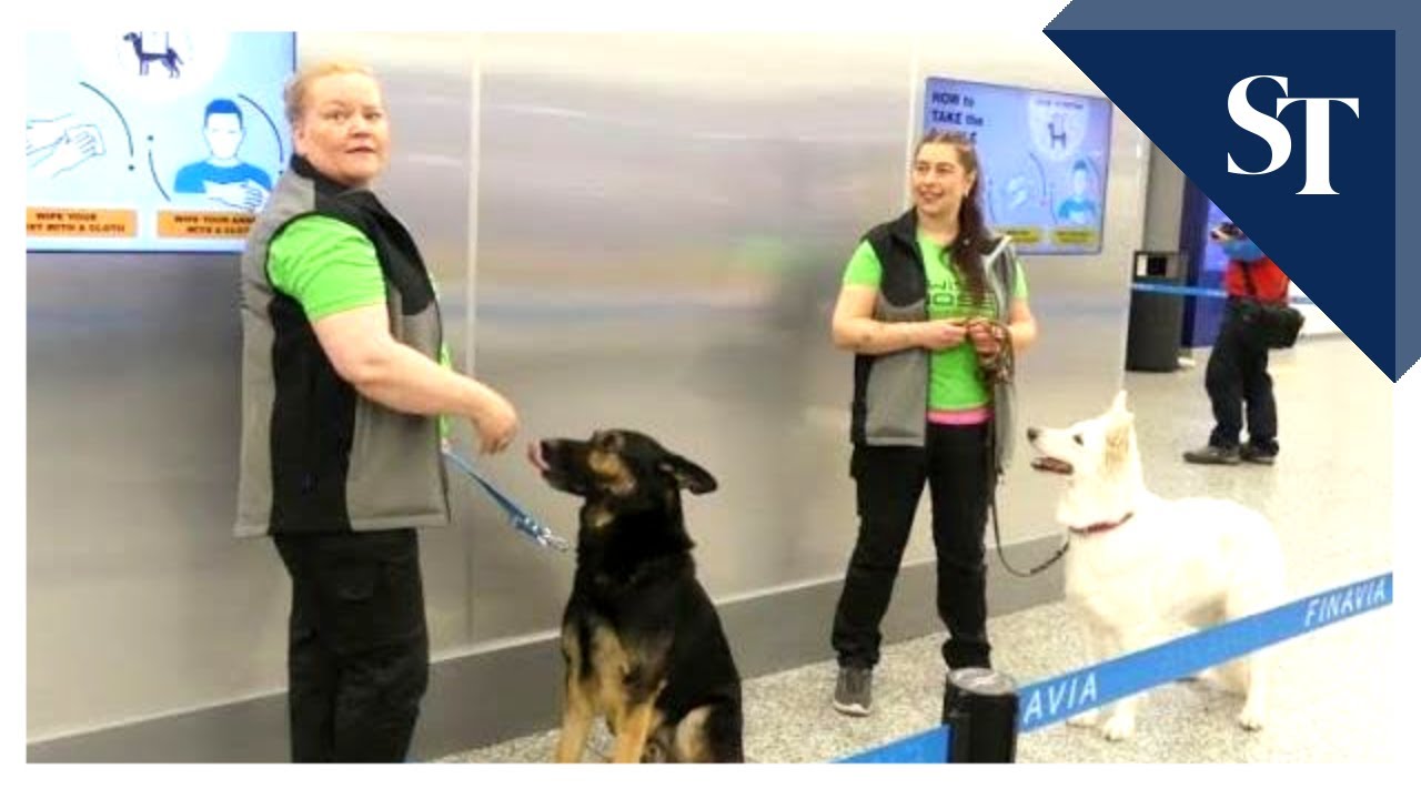 Covid-sniffing dogs deployed at Helsinki airport