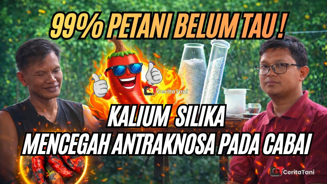 99% PETANI BELUM TAU!! MANFAAT KALIUM SILIKA UNTUK MENCEGAH ANTRAKNOSA ATAU PATEK PADA CABAI RAWIT