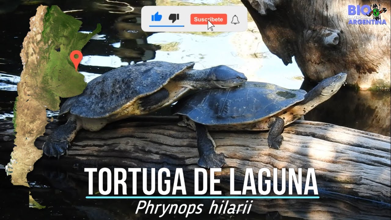 TORTUGA DE LAGUNA - POND TURTLE - Phrynops hilarii #turtle #tortoise #tortuga