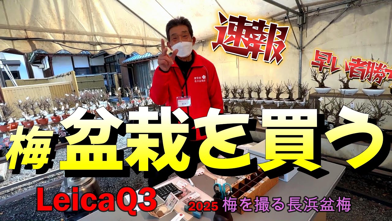 【最新情報2025年 長浜盆梅展】ピークは２月中頃 梅の香りと美しい盆栽を楽しむ旅　長浜盆梅で梅の香りに包まれる、美しい梅の盆栽を購入。癒しの梅の世界梅の魅力貴重な体験をぜひご覧ください！混雑覚悟！