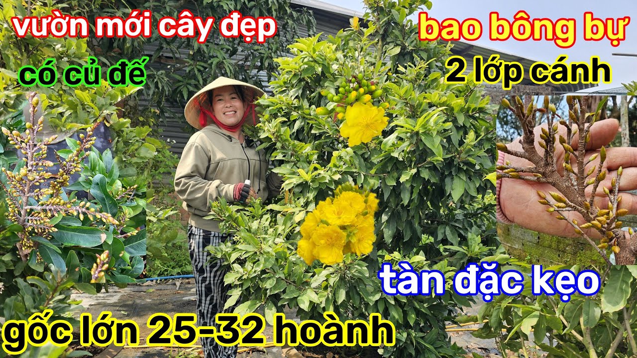 🌲24/1☎️vườn mai Chị Nhi☎️giảo thủ đức rin🌲lô này tàn quá đẹp🌲lùn lực cành to🌲gốc đế củ