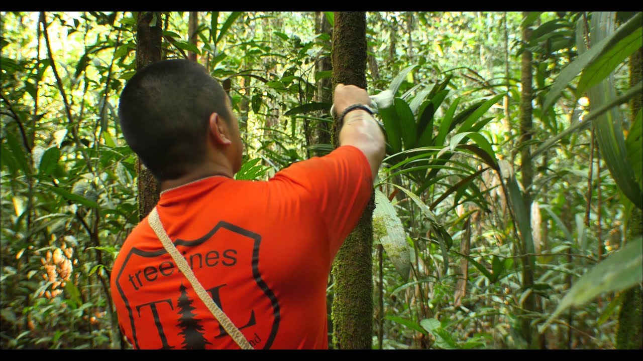 Simple Bug Net/Hammock Setup: Life In The Amazon Jungle