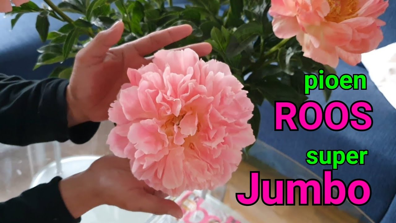 Pionroos super jumbo (peony) || @kebunomwahyu6787 (85)