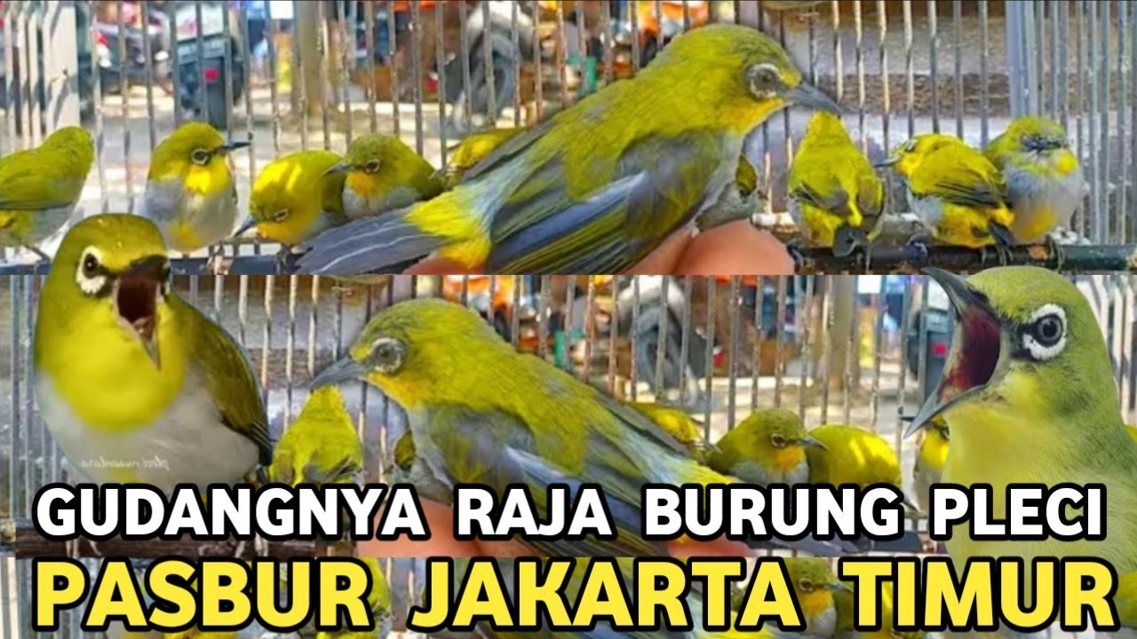 EDAN JADI GUDANGNYA RAJA BURUNG PLECI SALAH SATUNYA DI PASAR BURUNG PRAMUKA 