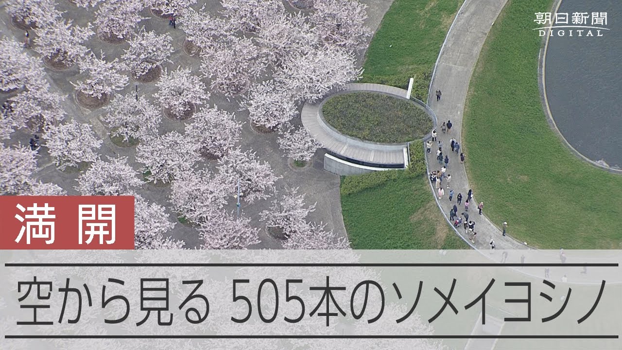 505本のソメイヨシノがずらり　満開迎えた「さくら広場」　千葉県習志野市