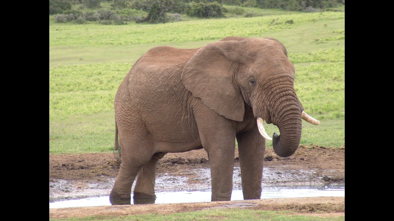 Elephant & Cheetah Encounter