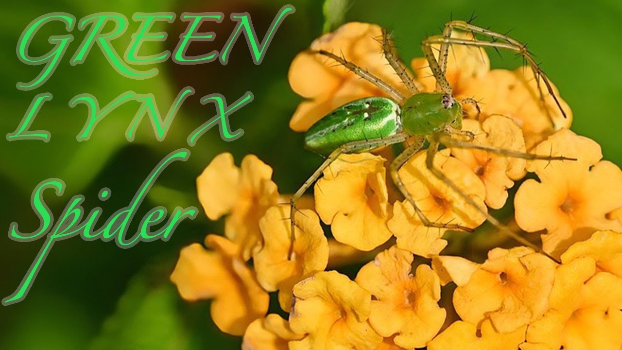 The Green Lynx Spider- Facts and Beyond!