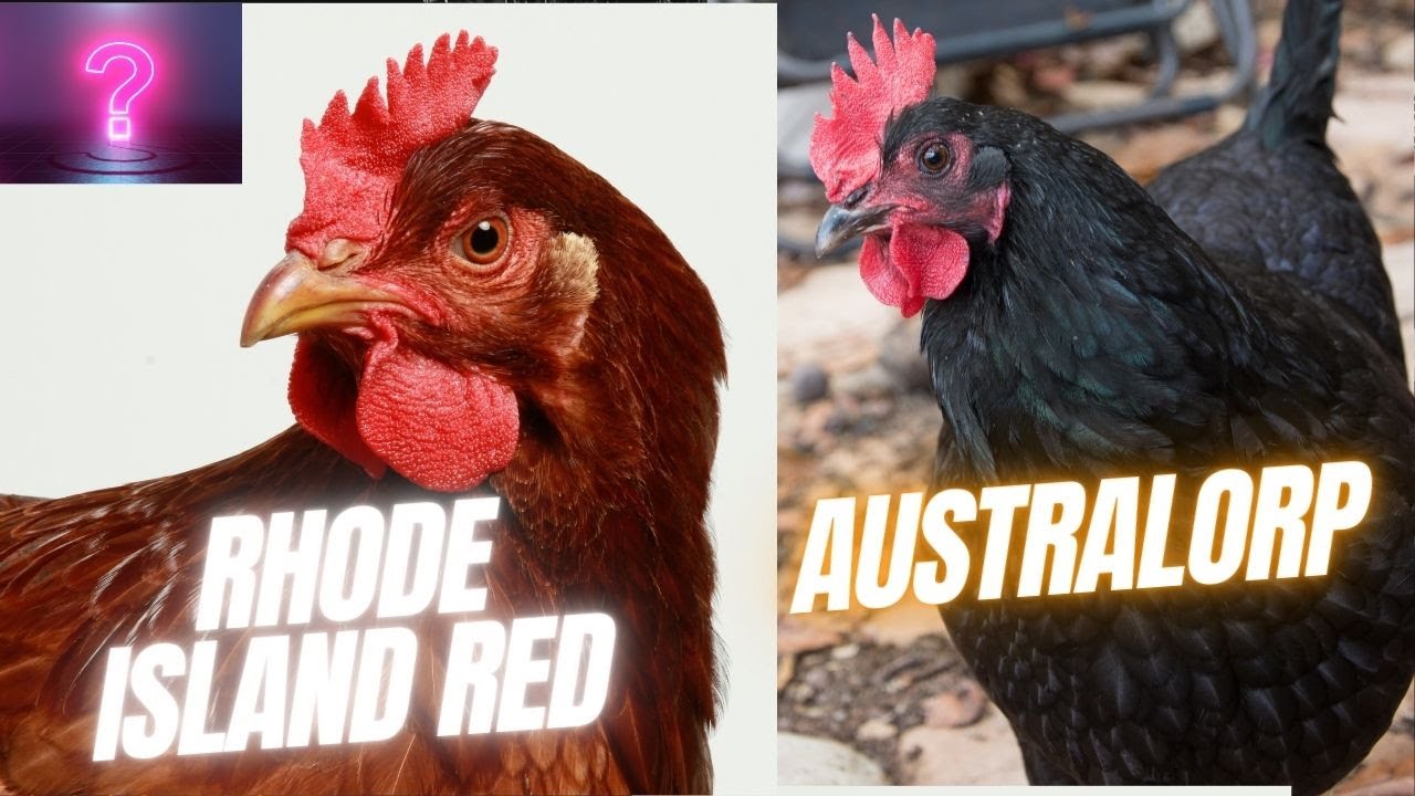 Rhode Island Red Or Australorp?