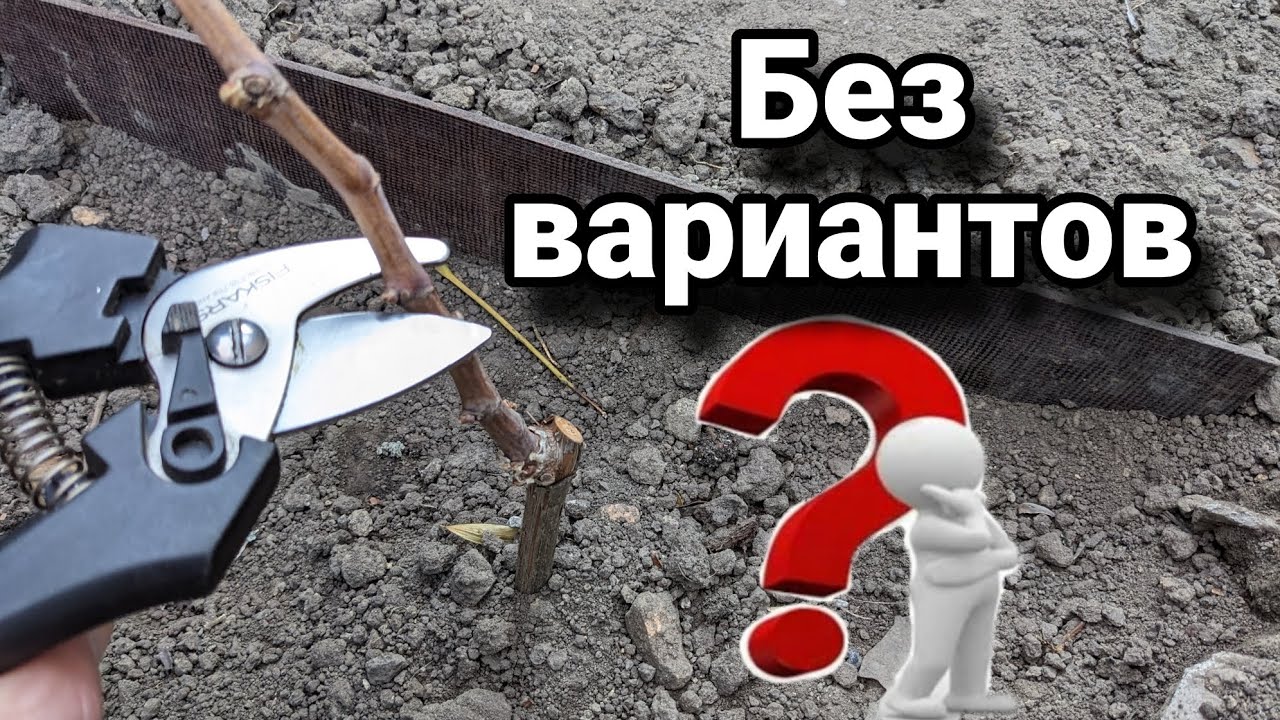 Почему буду обрезать на обратный рост, варианты обрезки годичного куста винограда 🍇🤔
