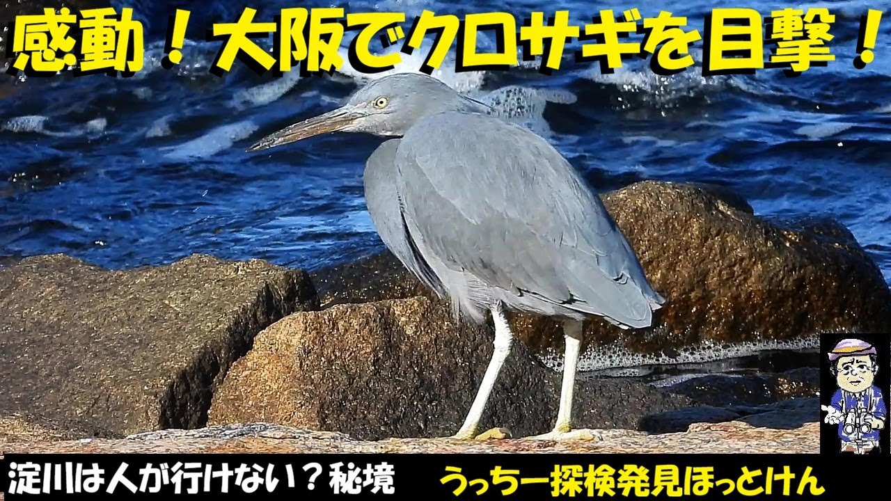 恐るべし！クロサギ、淀川河口、大都会大阪で、ウミアイサ、カンムリカイツブリ、スズガモ、ホシハジロ、イソシギなど、走りもの、終わりもの盛りだくさん。野鳥観察、うっちー探検発見ほっとけん