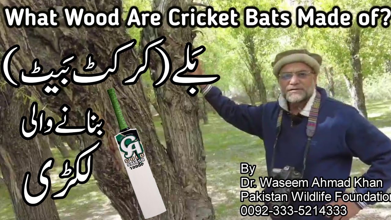 Cricket Bat Kis Lakri Say Bantay Hain ? | Willow Tree Wood Usage in Sports | Willow Tree