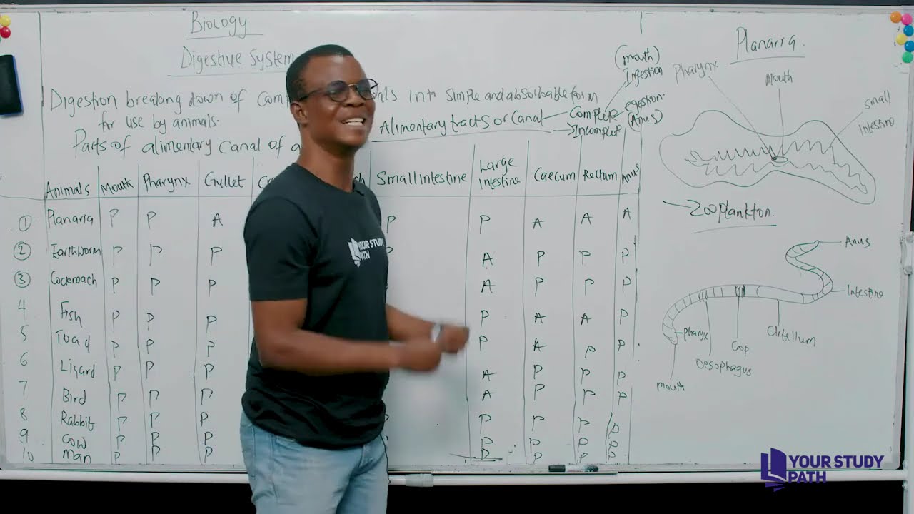 DIGESTIVE SYSTEM BIOLOGY 2026 JAMB CLASS TUTORIAL YOUR STUDY PATH