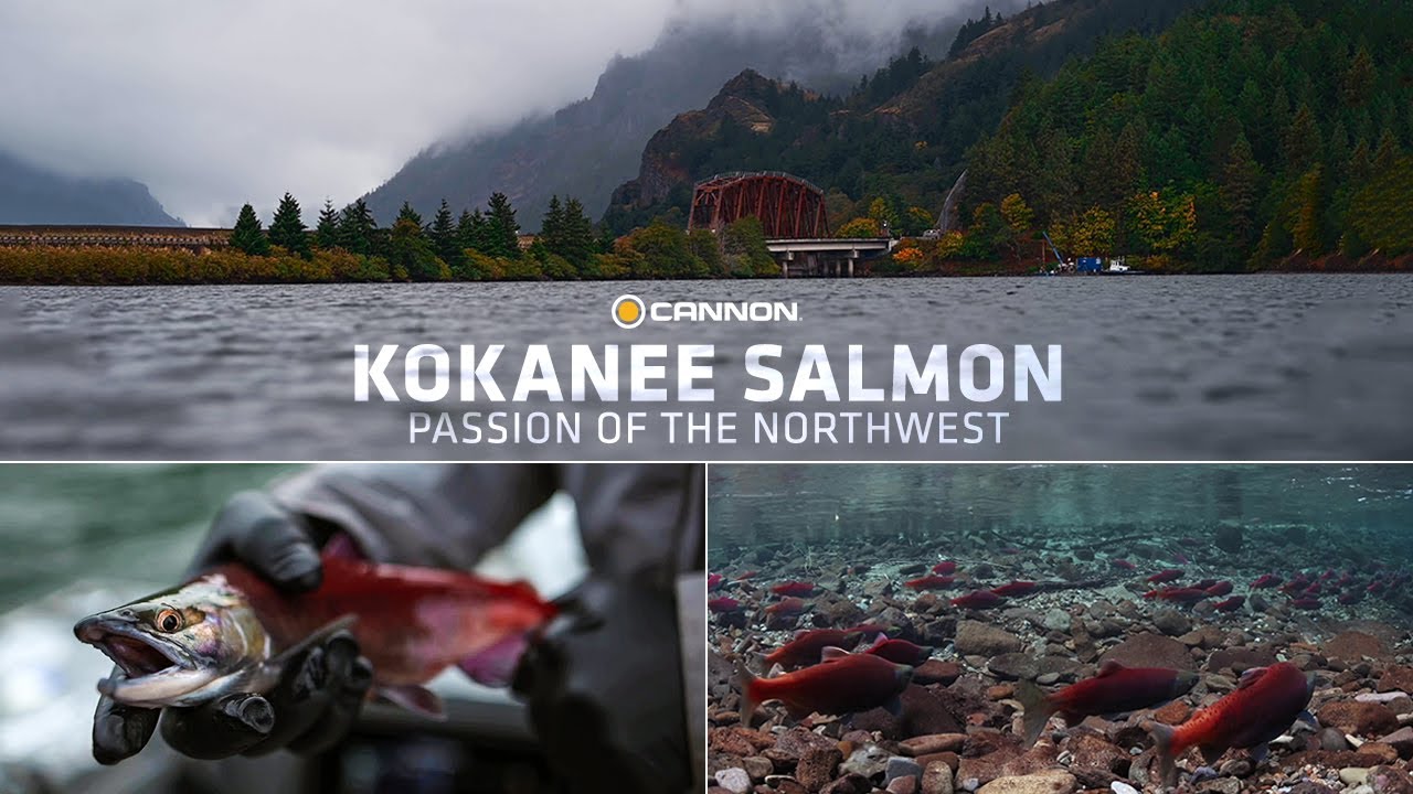 Kokanee Salmon: The Passion of the Northwest