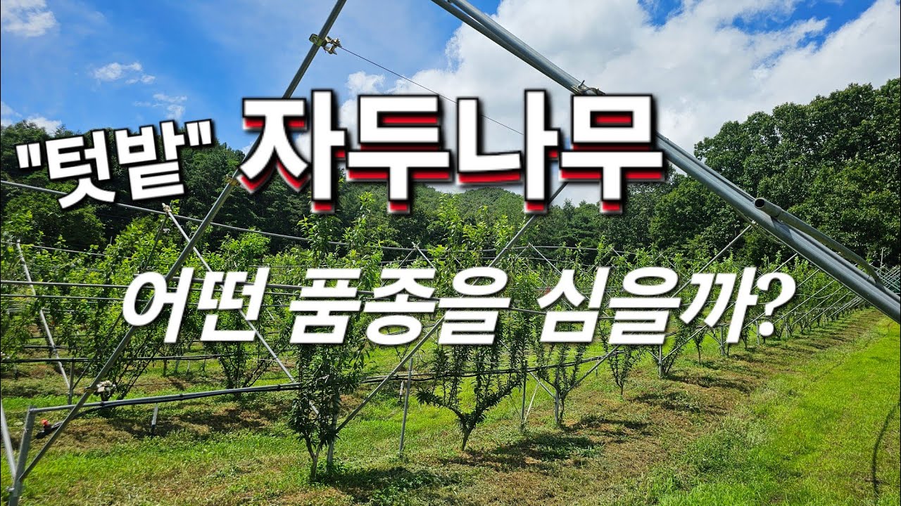 텃밭 자두나무 - 어떤 품종을 심을까? 고민되시나요?