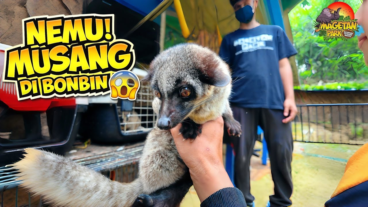 Detik-Detik Nemu Musang di Bonbin Magetan Park