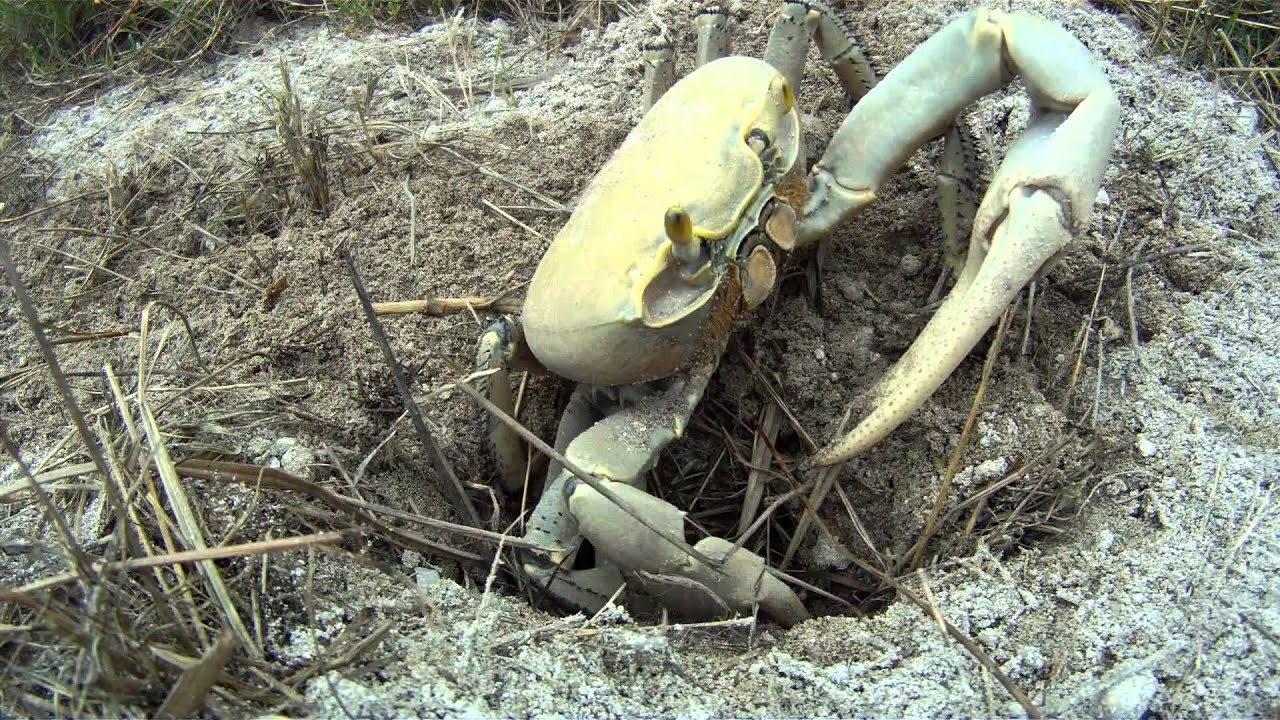 Big Crab Takes GoPro