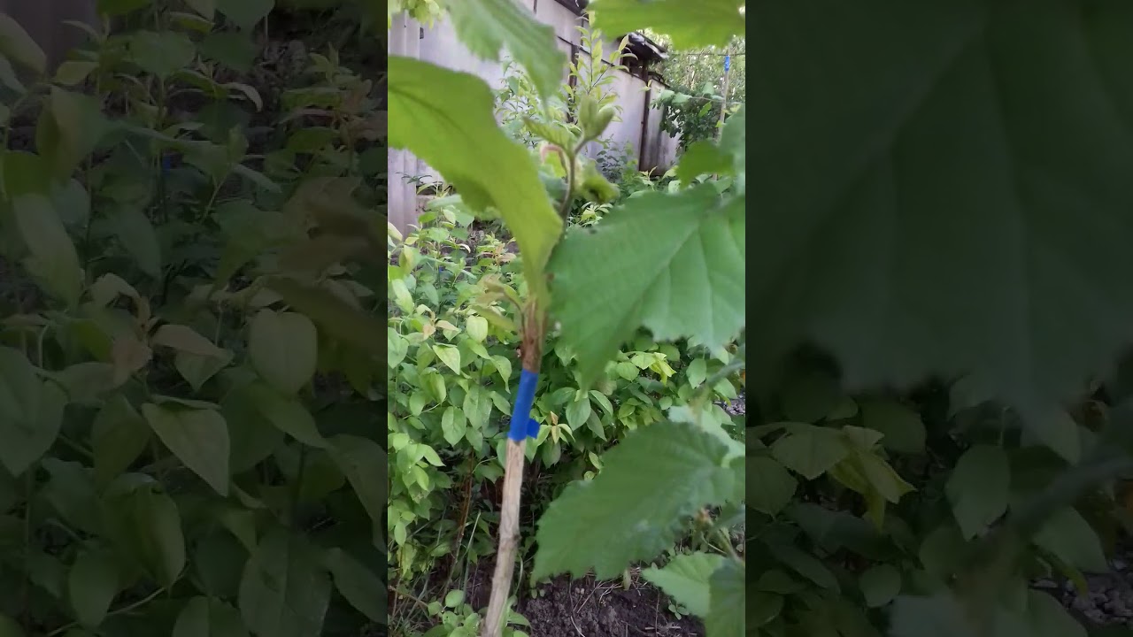 Walnut grafting Corylus colurna, лещіна медвежья, турецька, древовідний, фундук прівівкі.