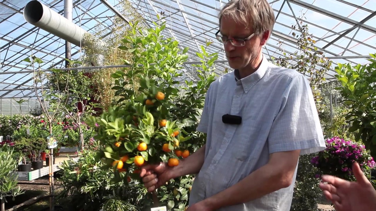 Sådan vælger du citrus til drivhuset
