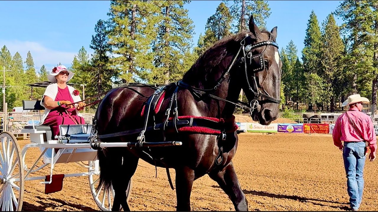 Одиночные, женские, любительские скачки ~2025 Draft Horse Classic