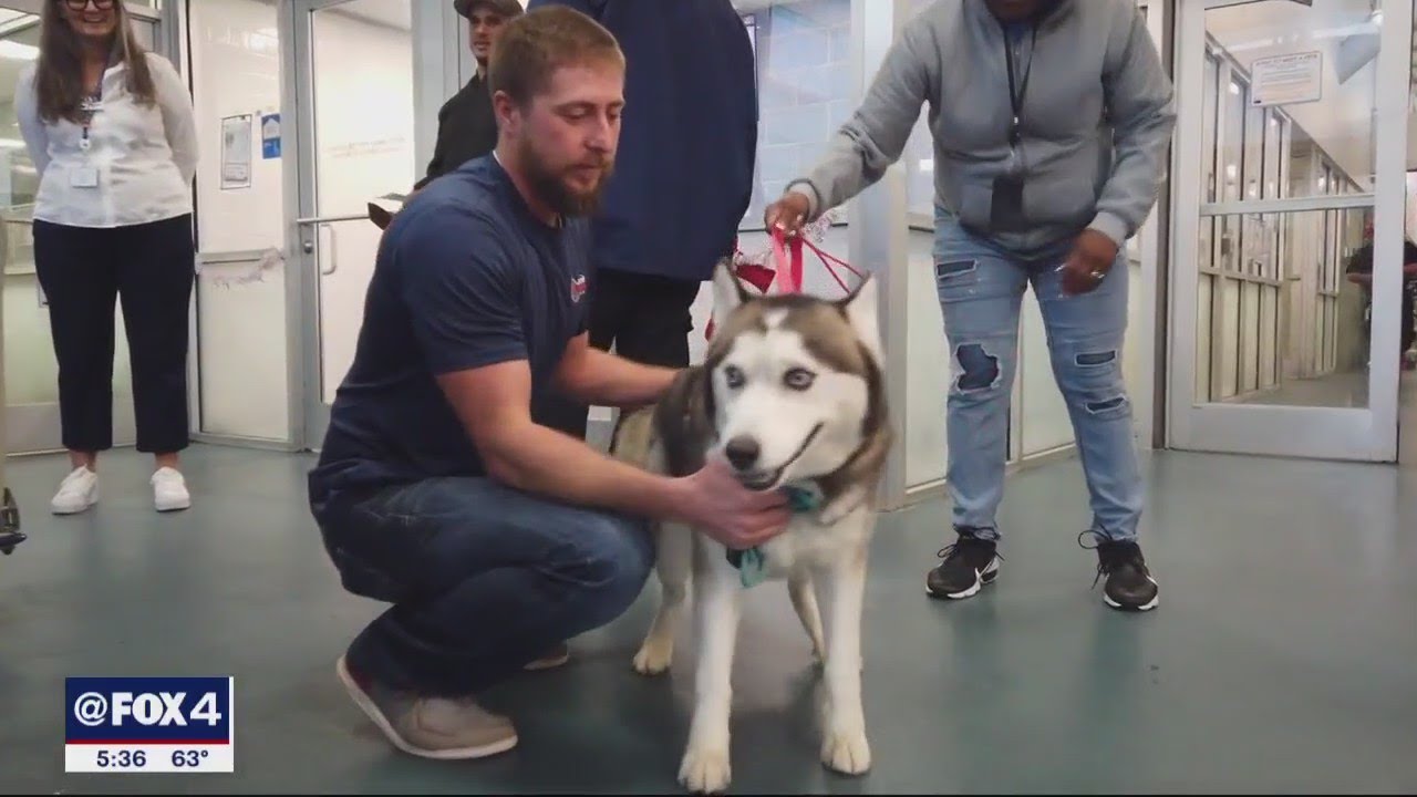 Dallas Animal Shelter offers $150 to fosters in effort to stop canine flu outbreak