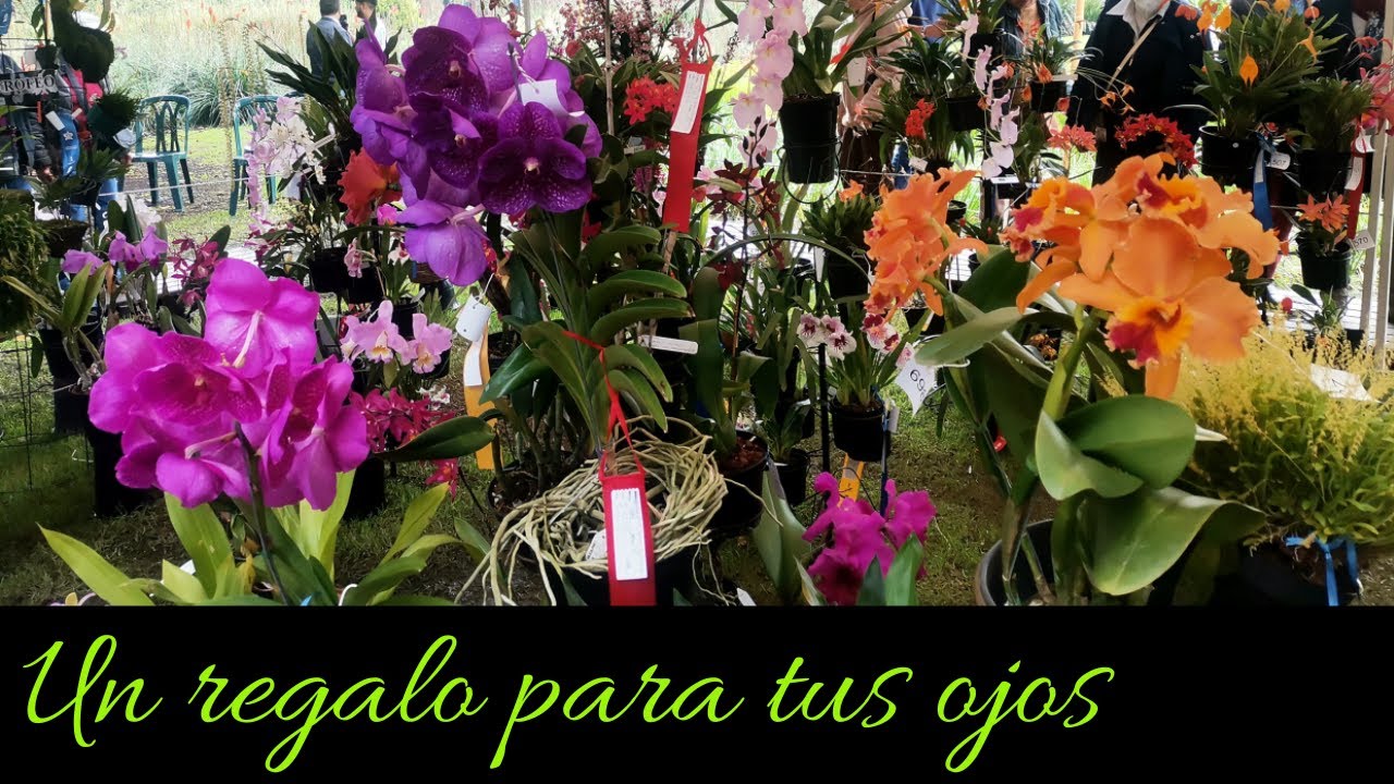 Exposición de orquídeas en Colombia | Orchid exhibition in Colombia | orchids | cultivo de orquideas