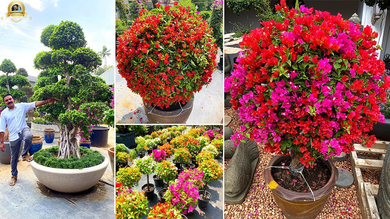 ഇതുപോലൊരു Garden  കേരളത്തിൽ ഉണ്ടോ എന്ന് സംശയമാണ് ! #Bougainvillea #bonsaitree #indoorplants