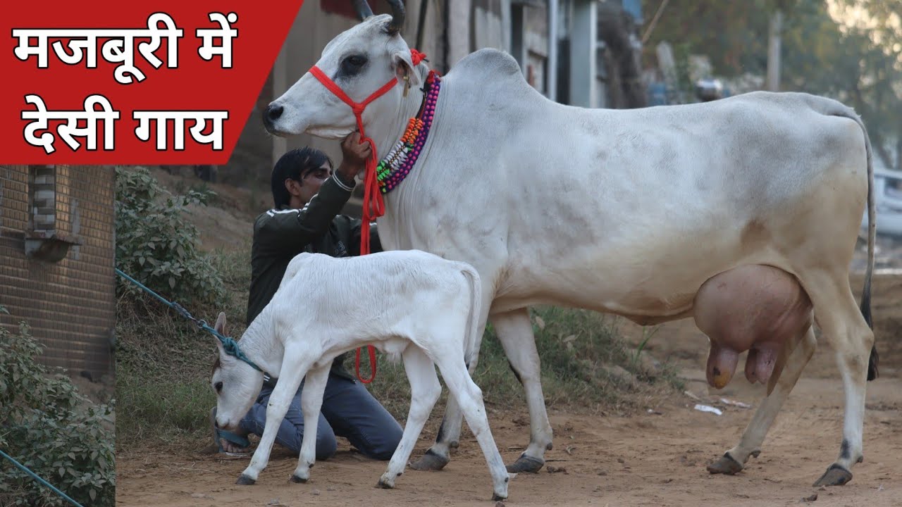 मजबूरी में ताजा ब्याई देसी गाय, बिक्री के लिए उपलब्ध || Jiya Dairy Farm (9817376173)