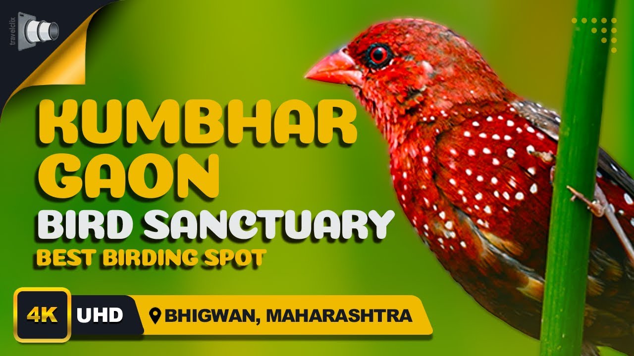 One day trip at Kumbhargaon Bird Sanctuary Near Pune - Nature’s Hidden Gem near Bhigwan | Travelclix