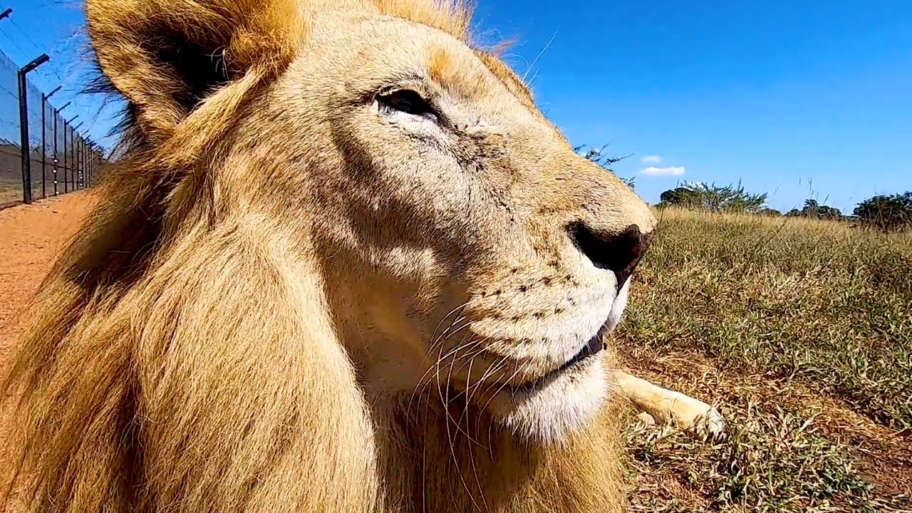 Meet The Characters: Delta, Icarus & Unathi | The Lion Whisperer