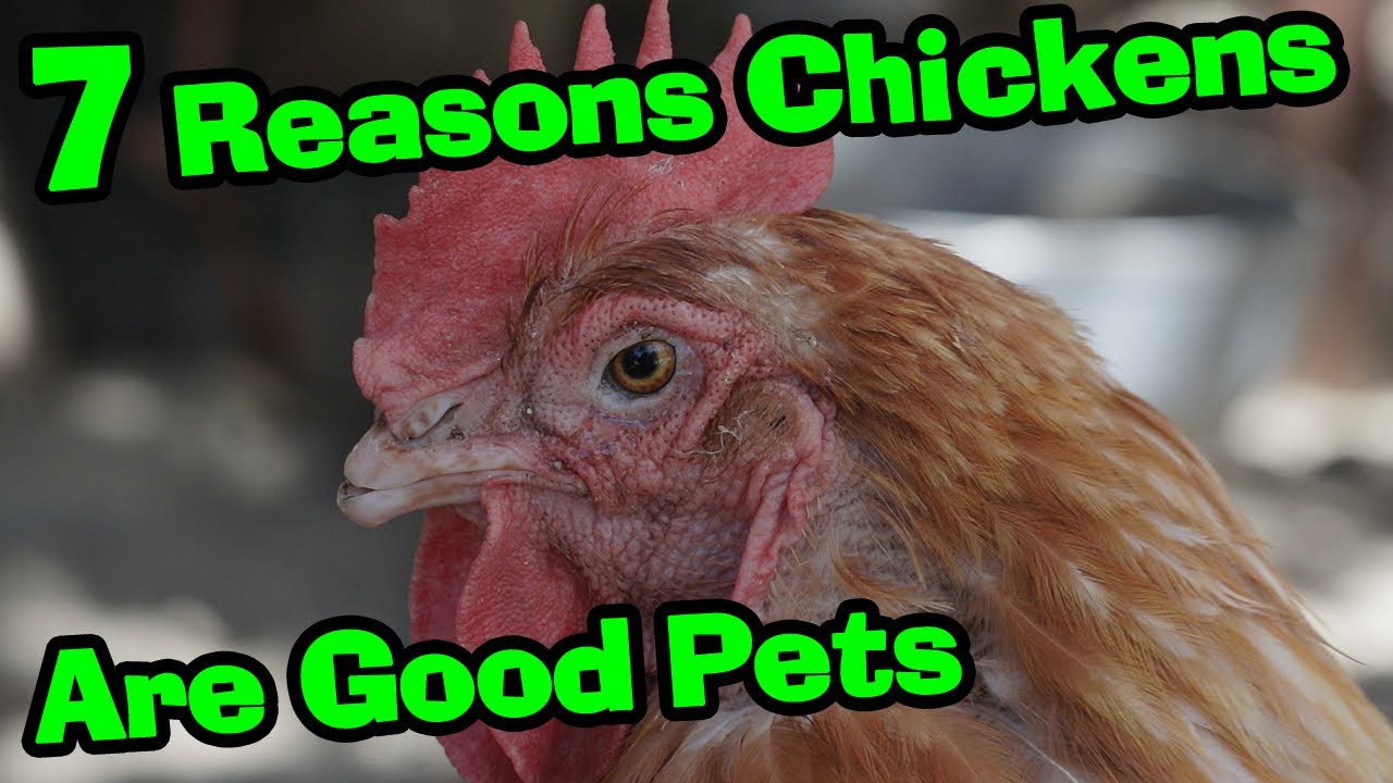 7 Reasons Why CHICKENS Make Great Pets