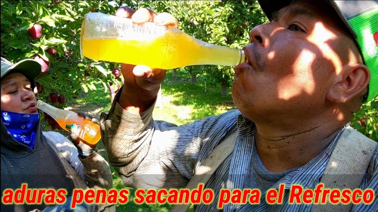 Hultimos de pisca de Manzana y apenas Estamos Sacando Para El Refresco