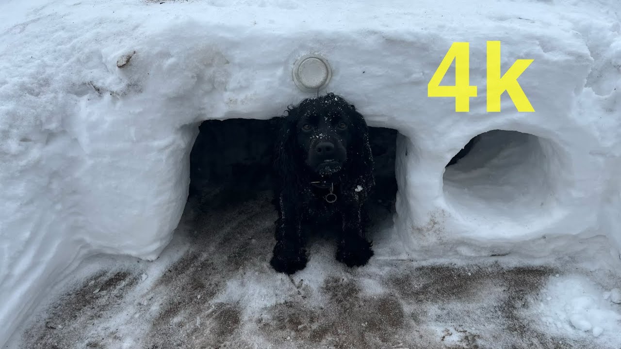 HOUSE MADE of SNOW milking puppy #snowhorse #building 