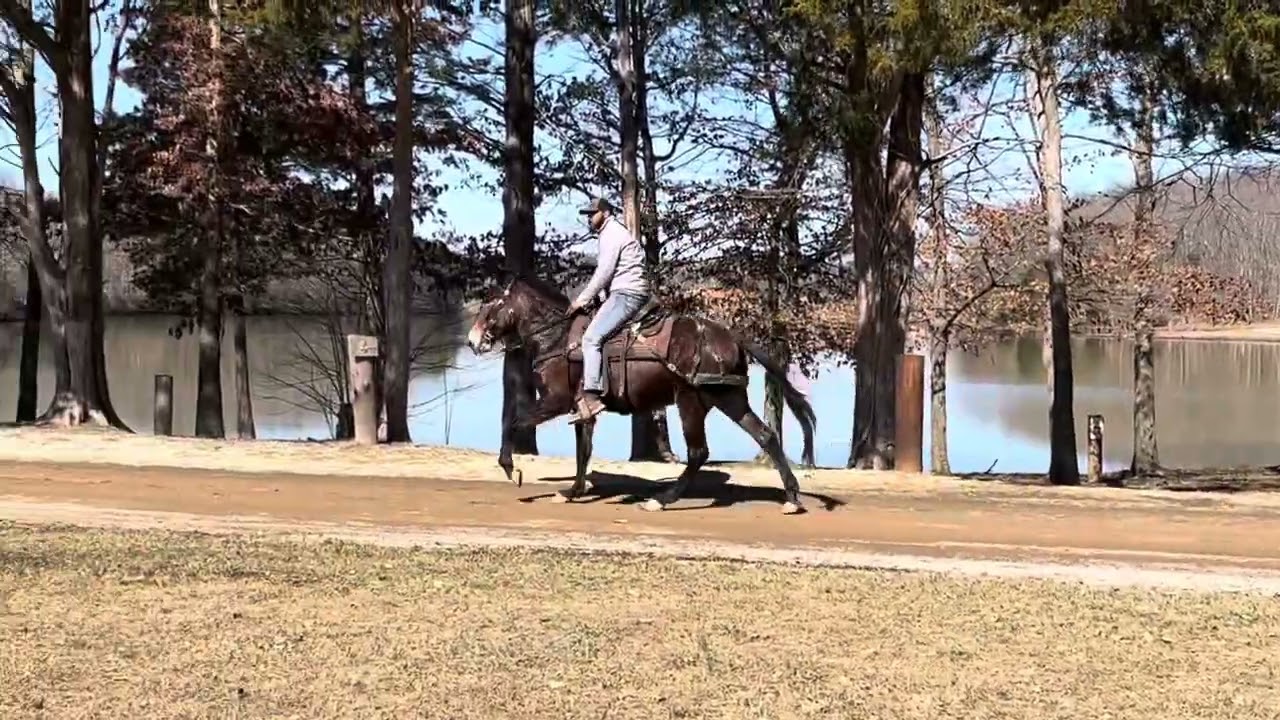 Sally Goodin 6 year old gaited Molly Mule