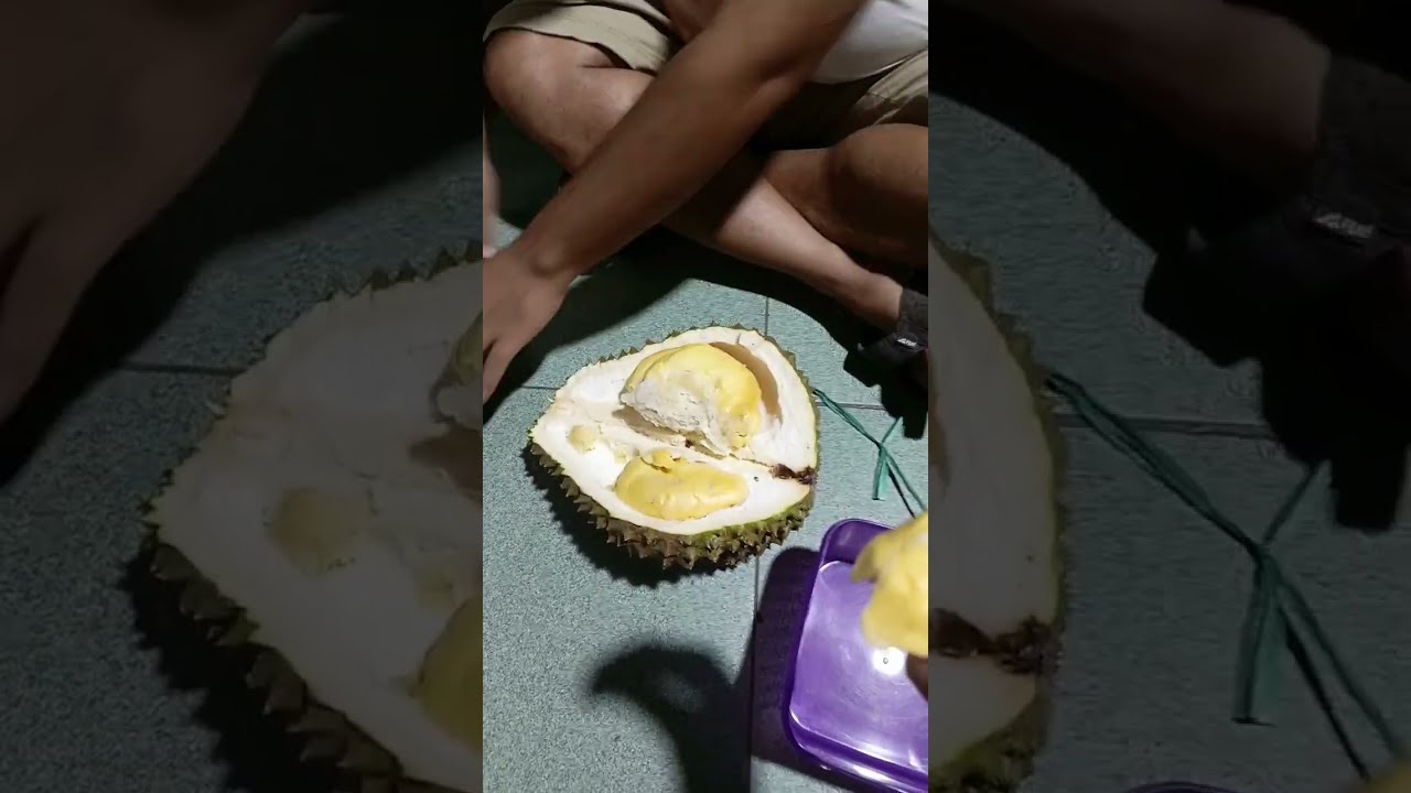 durian montong pertama kita 😍 Masya Allah