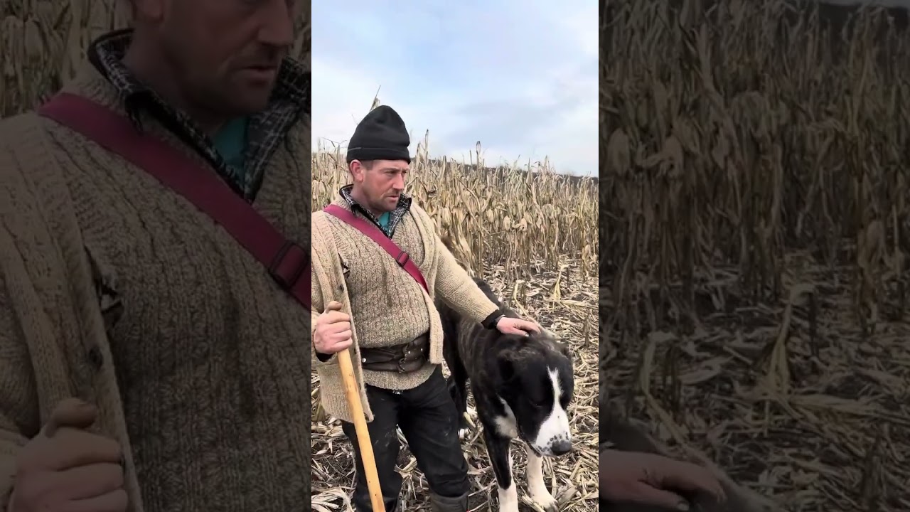 C&acirc;ini Rusești VOLKODAV a lui Claudiu.Unici &icirc;n Rom&acirc;nia